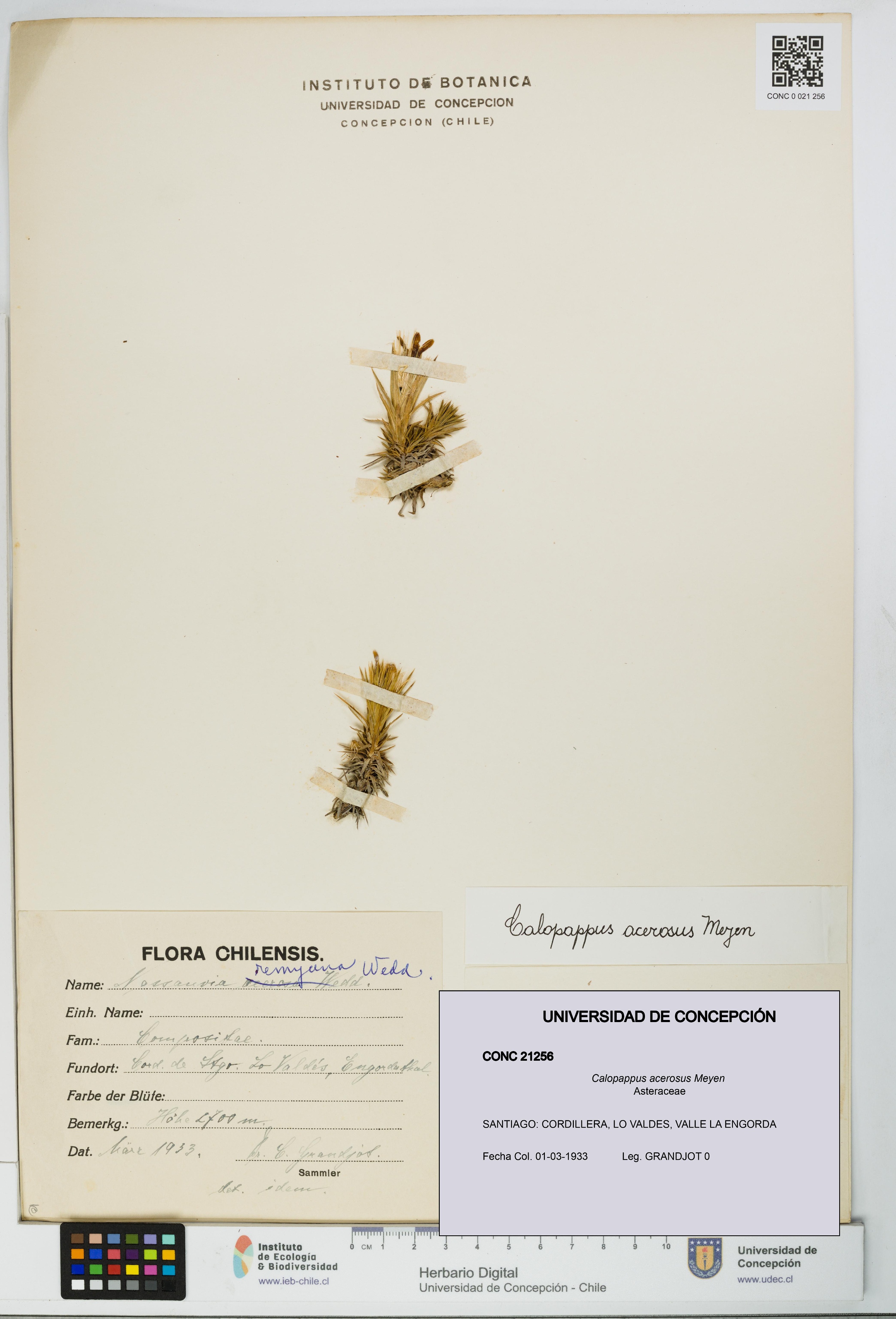 Calopappus acerosus [Espécimen: ]