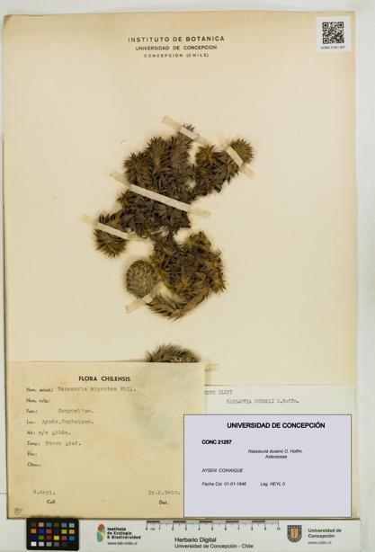 Nassauvia dusenii [Espécimen: UDEC:CONC:0021257]