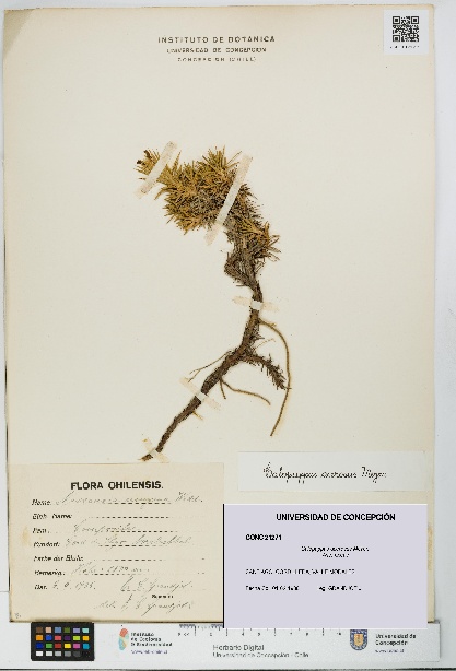 Calopappus acerosus [Espécimen: ]