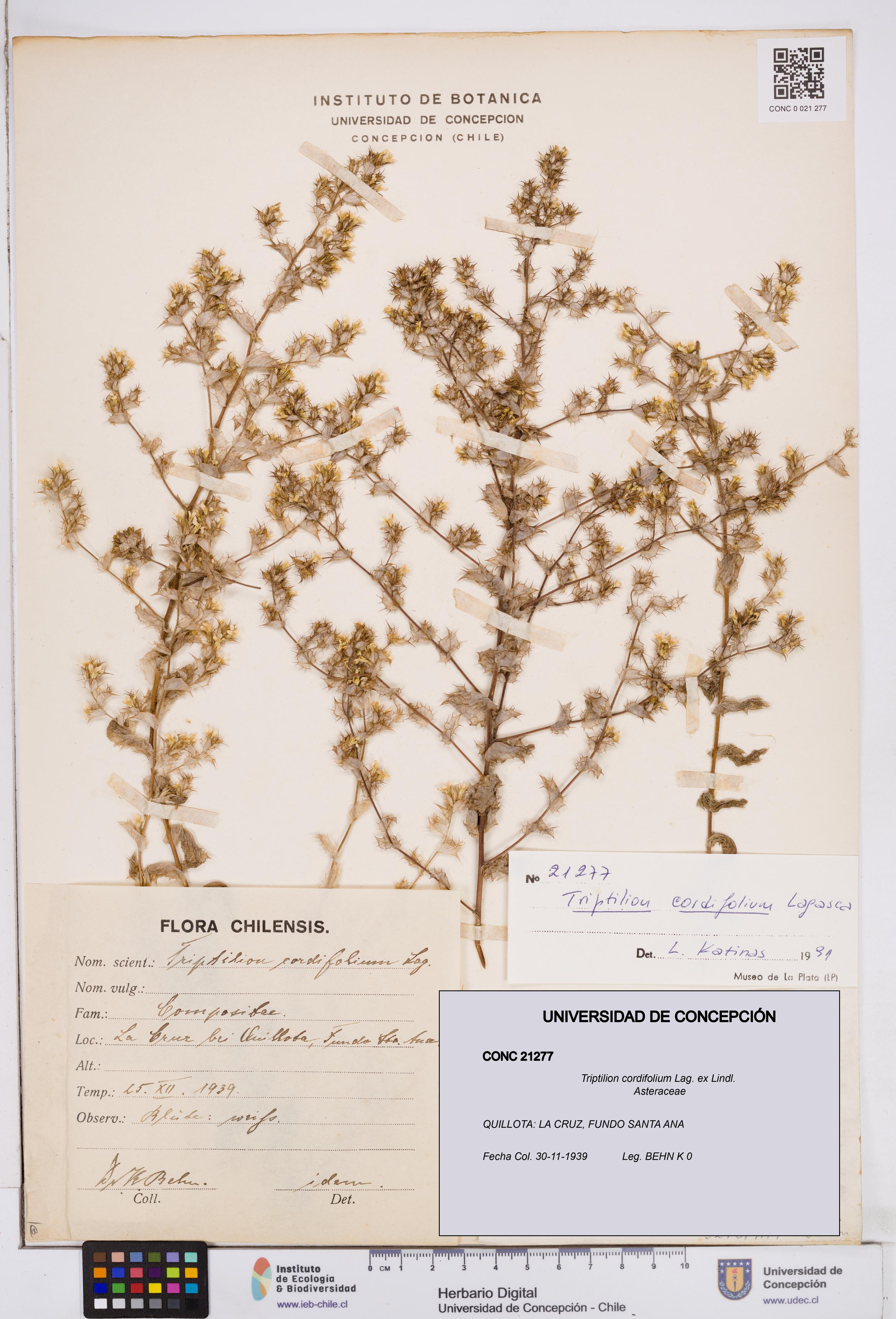 Triptilion cordifolium [Espécimen: ]