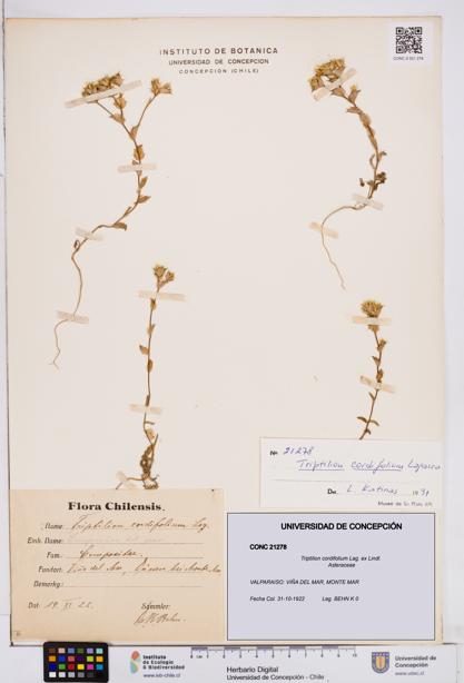 Triptilion cordifolium [Espécimen: ]
