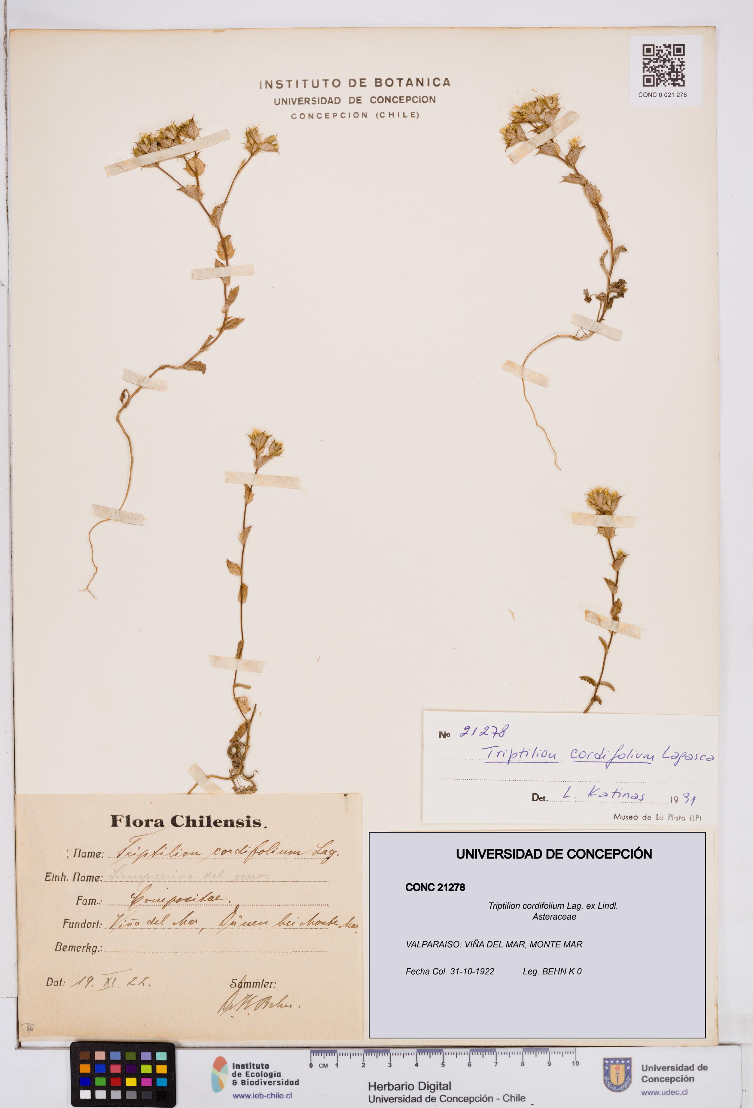 Triptilion cordifolium [Espécimen: ]