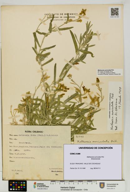 Mathewsia auriculata [Espécimen: UDEC:CONC:0021290]