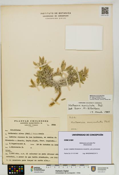Mathewsia auriculata [Espécimen: UDEC:CONC:0021291]