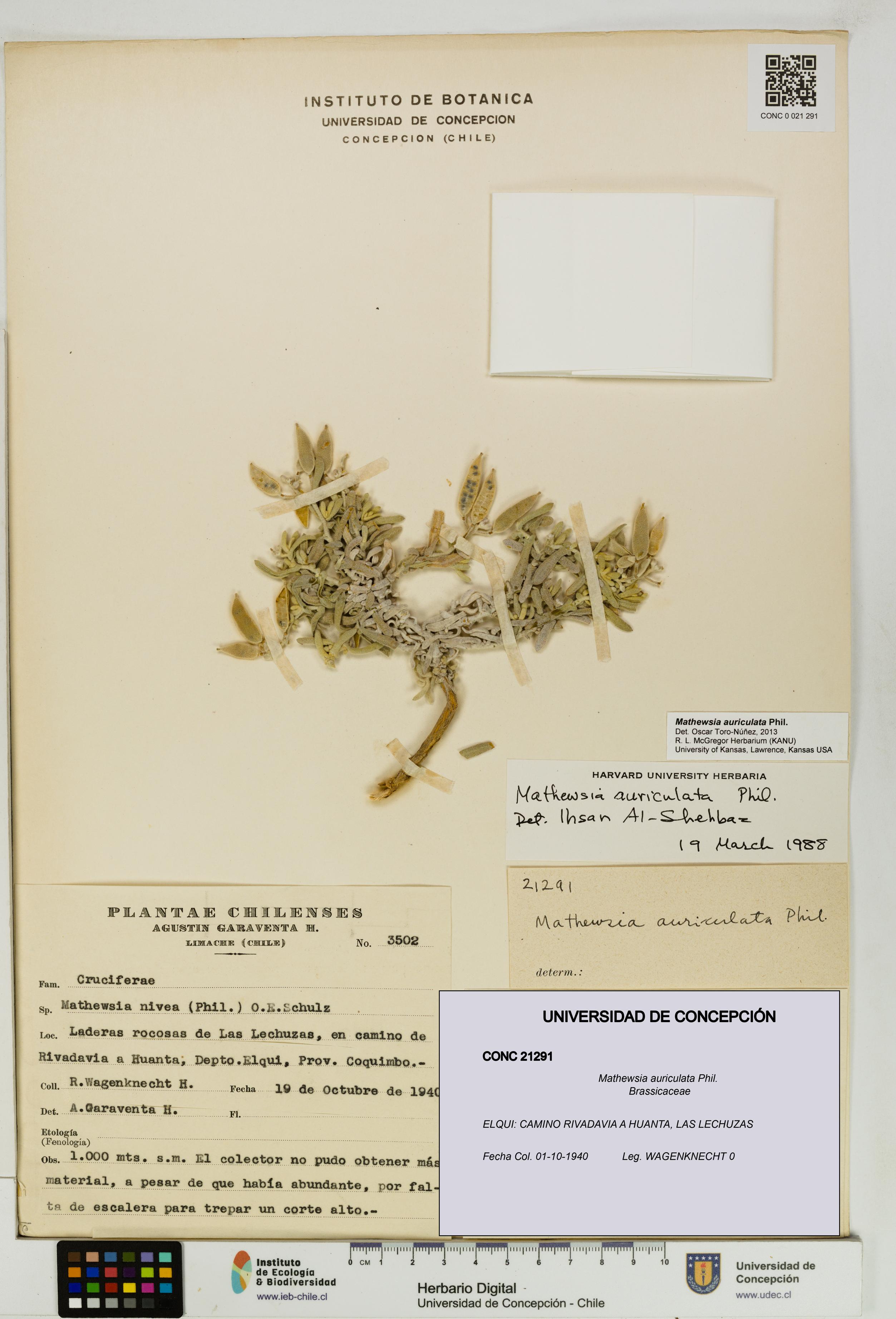 Mathewsia auriculata [Espécimen: UDEC:CONC:0021291]
