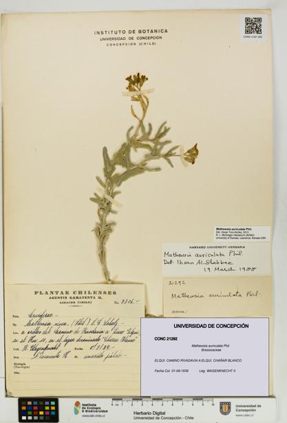 Mathewsia auriculata [Espécimen: UDEC:CONC:0021292]