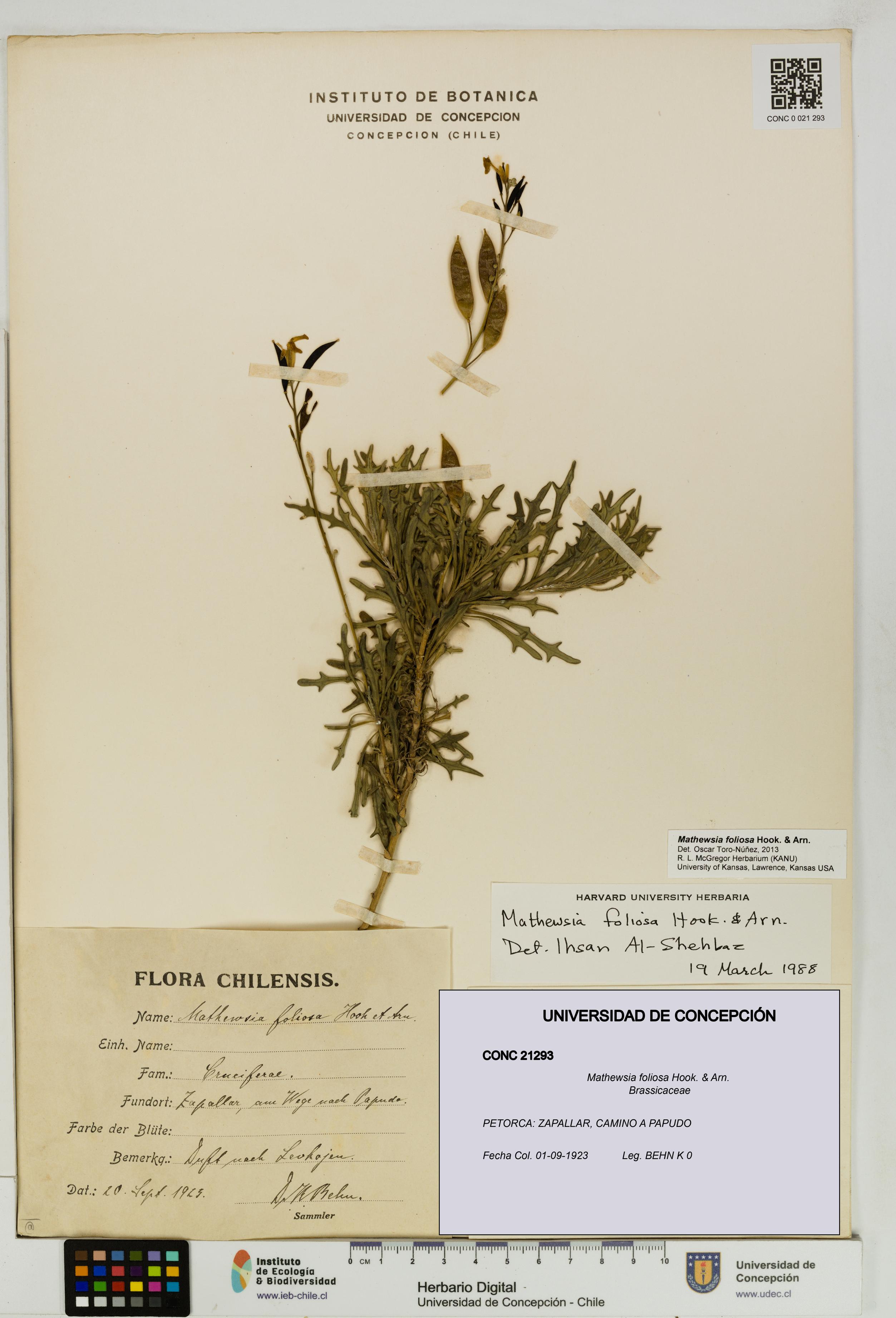 Mathewsia foliosa [Espécimen: UDEC:CONC:0021293]
