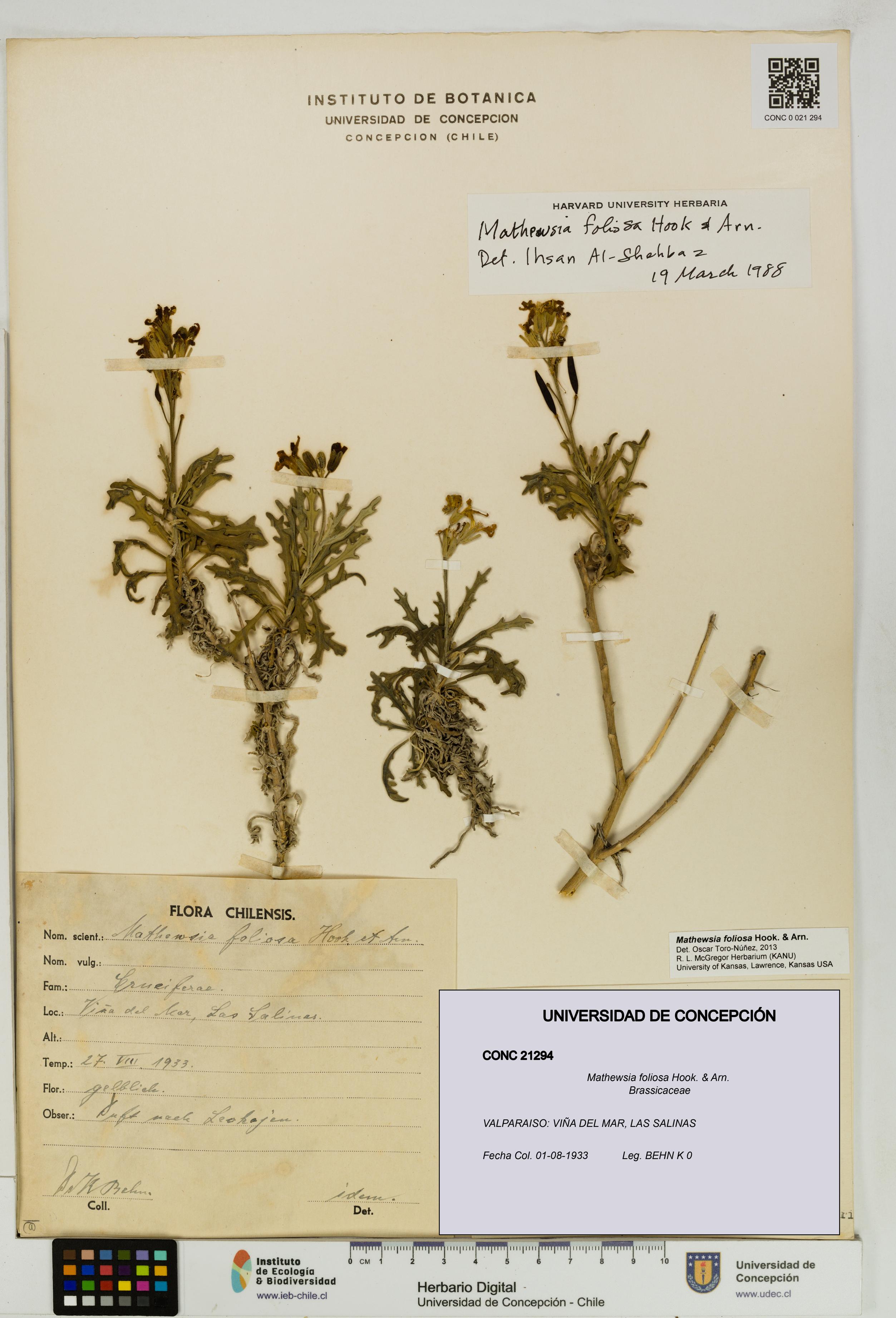 Mathewsia foliosa [Espécimen: UDEC:CONC:0021294]