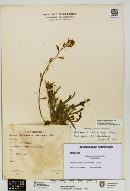 Mathewsia foliosa [Espécimen: UDEC:CONC:0021295]