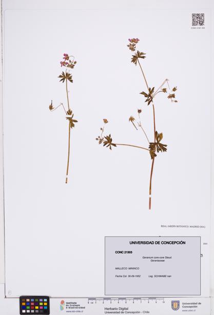 Geranium core-core [Espécimen: ]