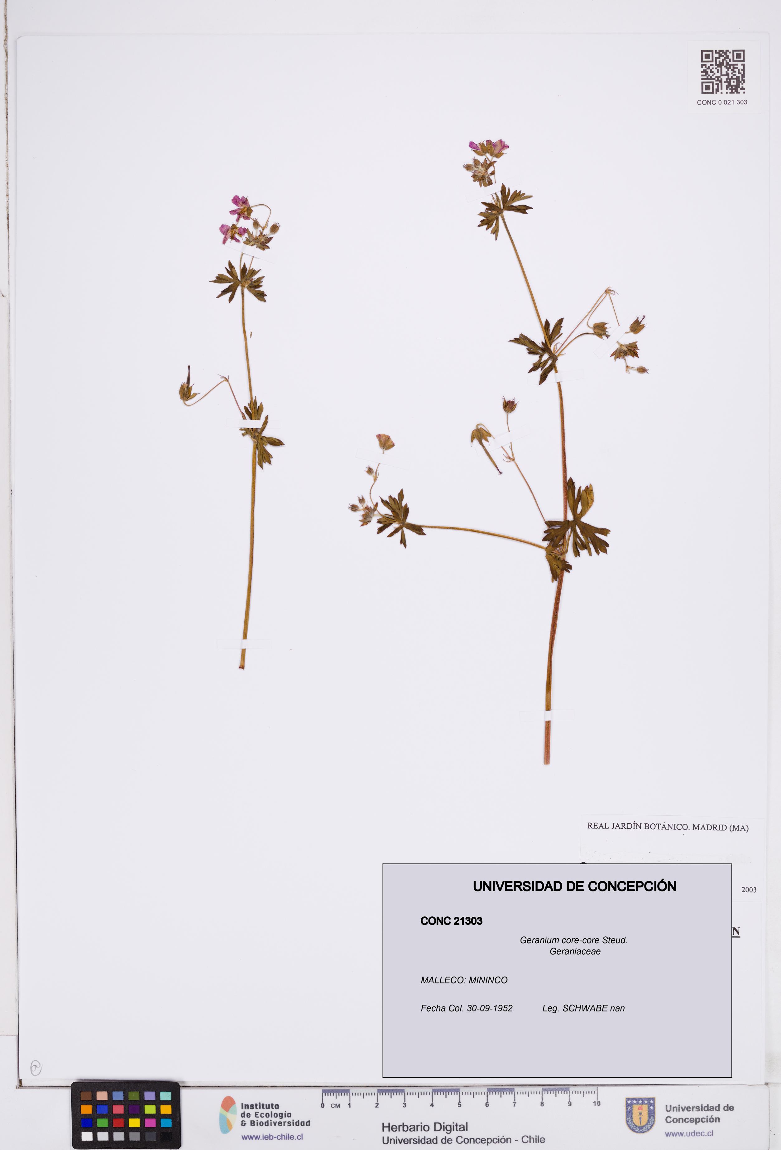 Geranium core-core [Espécimen: ]