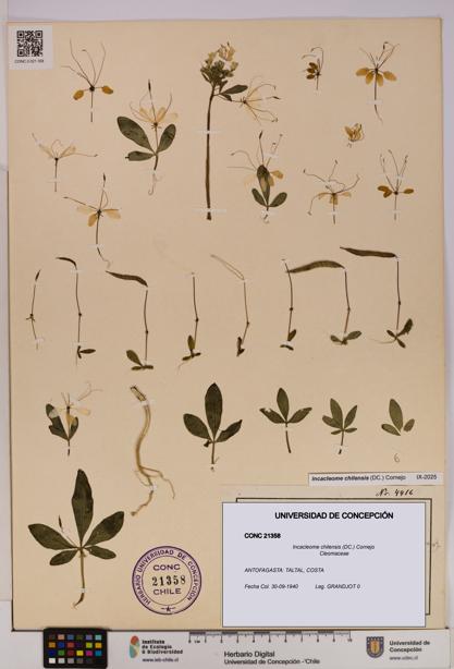 Incacleome chilensis [Espécimen: UDEC:CONC:0021358]