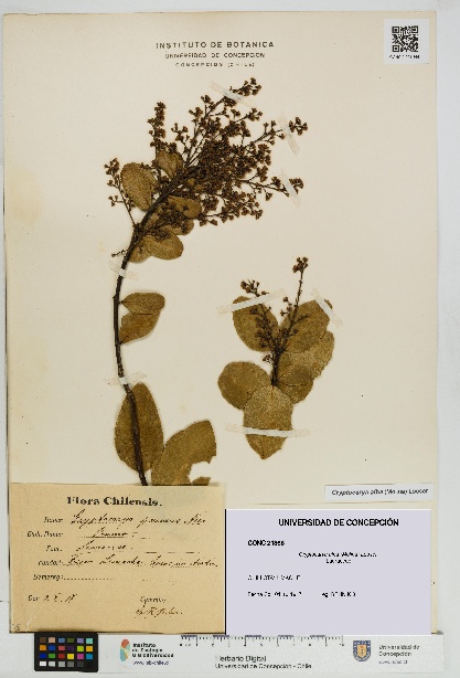 Cryptocarya alba [Espécimen: UDEC:CONC:0021366]
