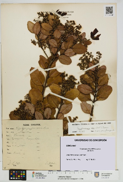 Cryptocarya alba [Espécimen: UDEC:CONC:0021367]