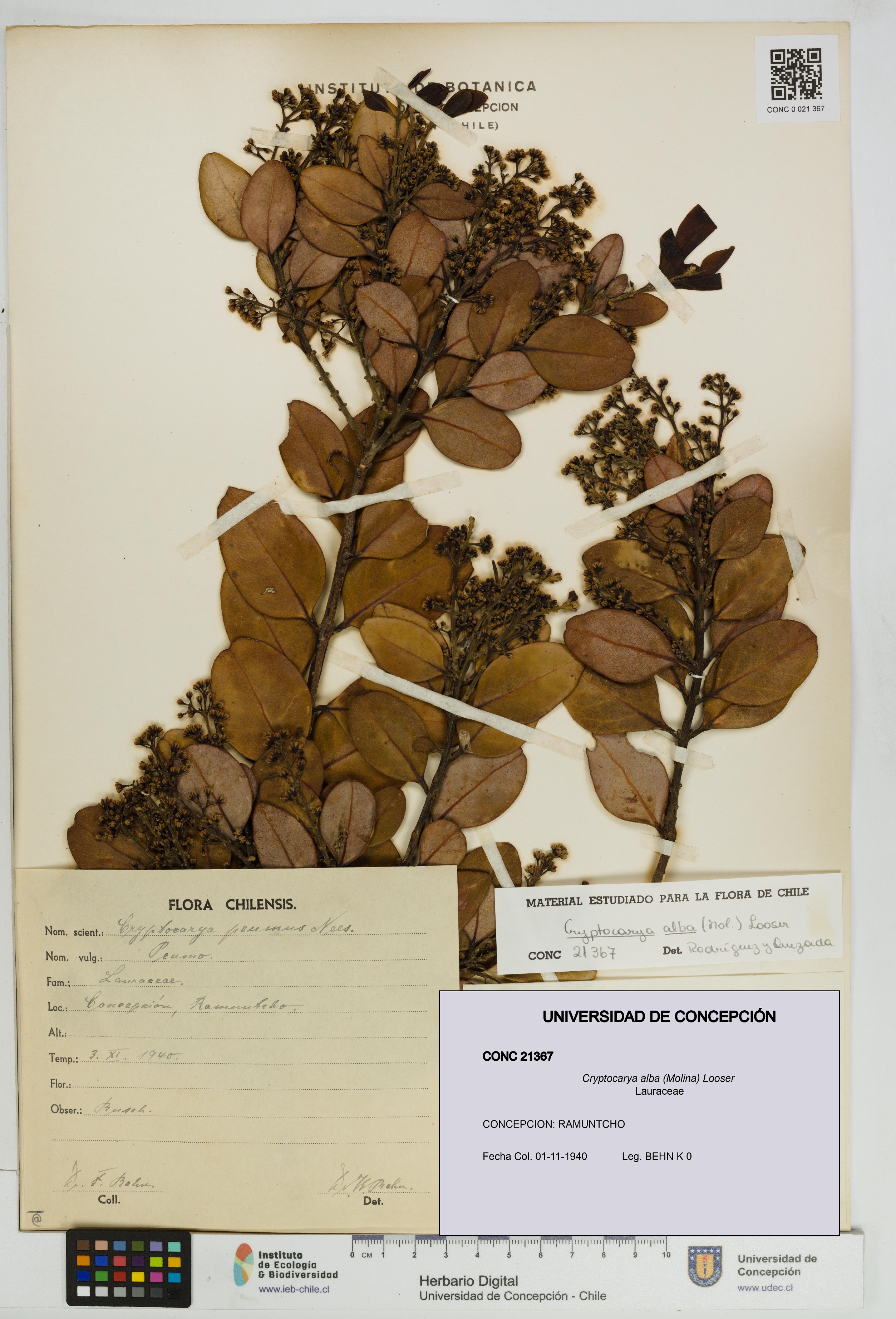 Cryptocarya alba [Espécimen: UDEC:CONC:0021367]