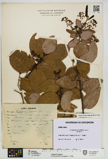 Cryptocarya alba [Espécimen: UDEC:CONC:0021368]