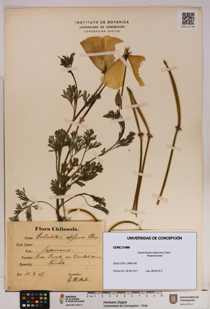 Eschscholzia californica [Espécimen: UDEC:CONC:0021369]