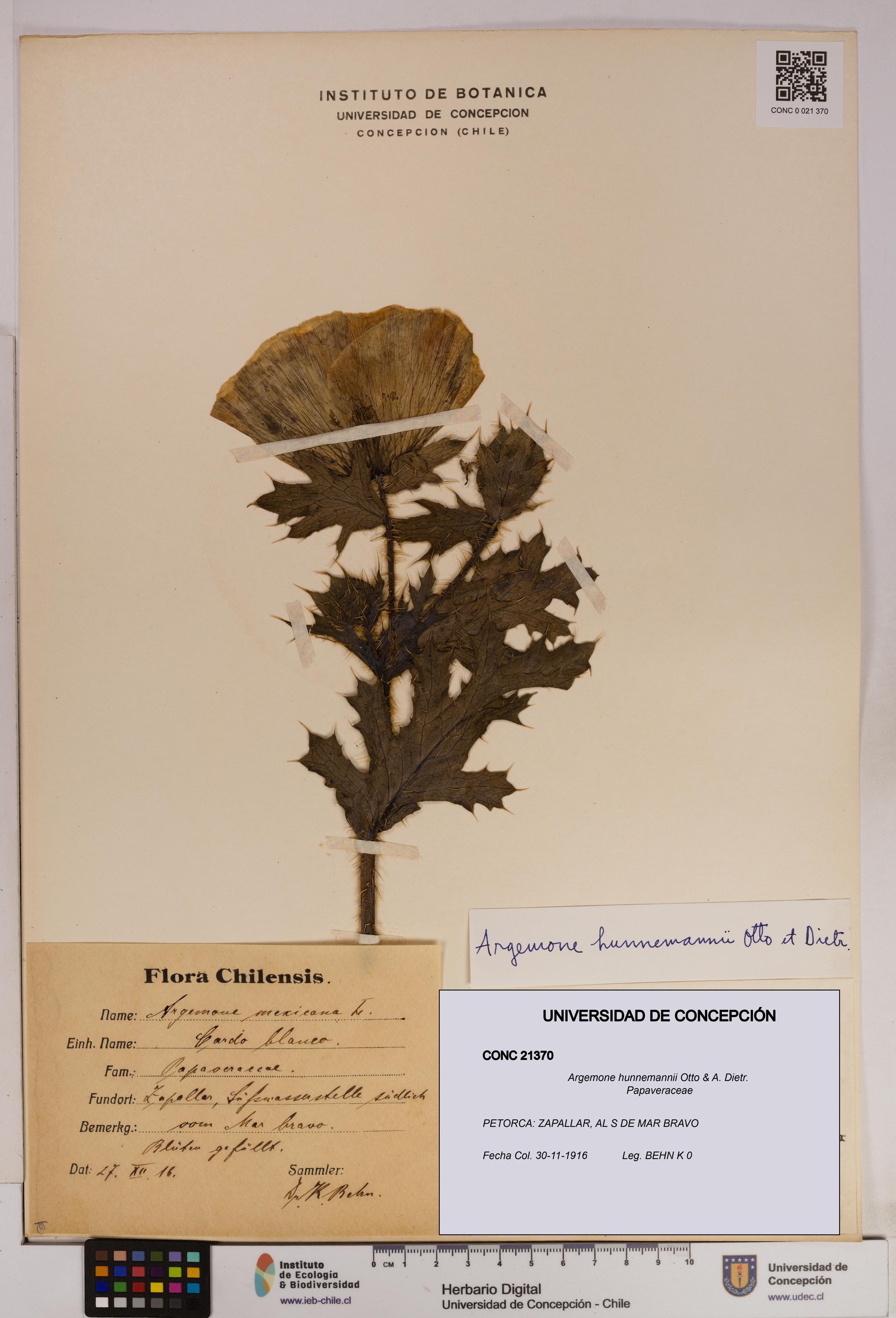 Argemone hunnemannii [Espécimen: UDEC:CONC:0021370]