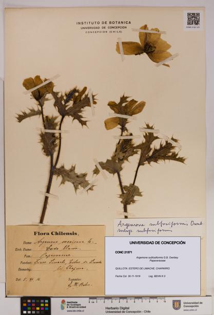 Argemone subfusiformis [Espécimen: UDEC:CONC:0021371]