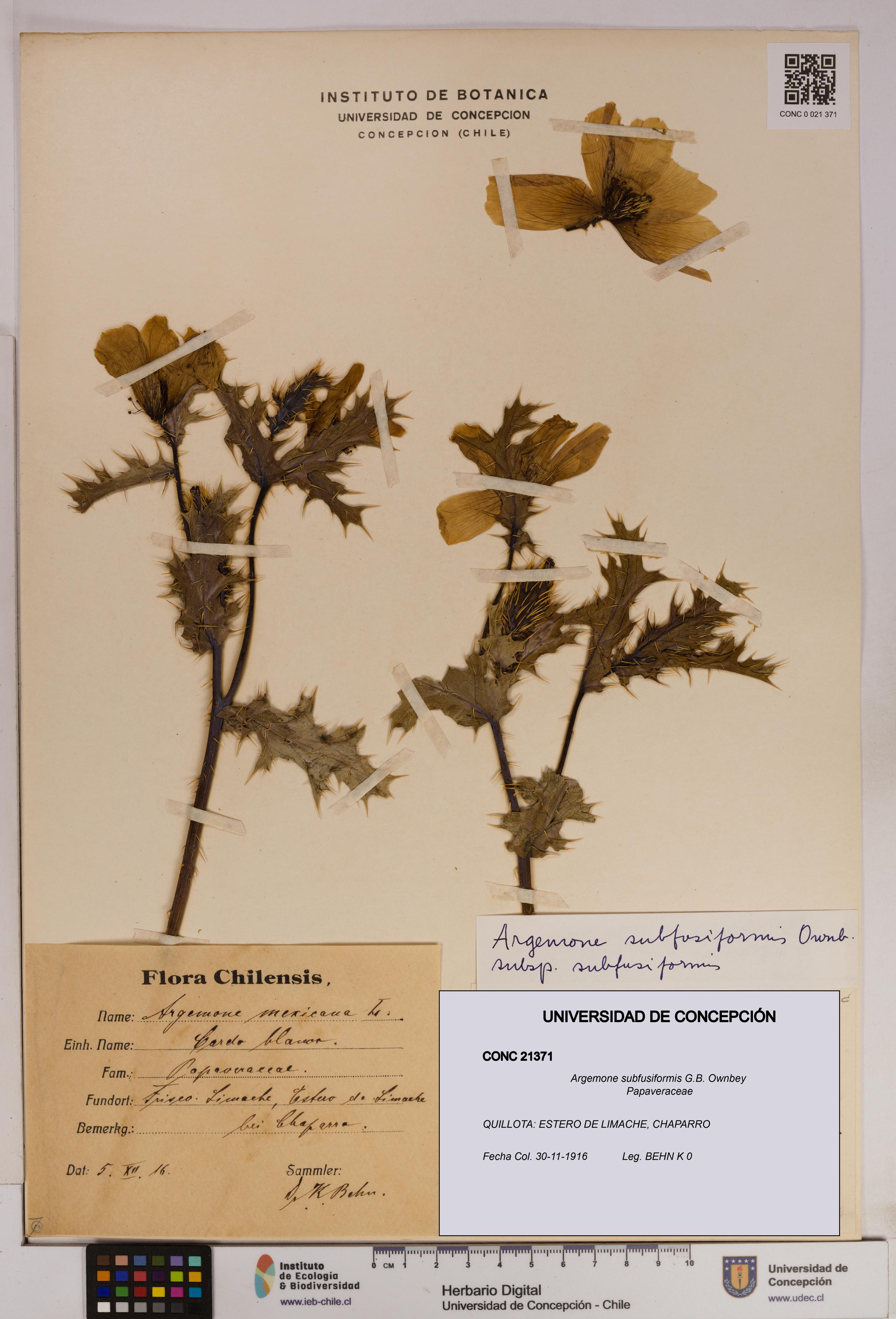 Argemone subfusiformis [Espécimen: UDEC:CONC:0021371]