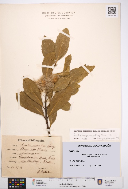 Laurelia sempervirens [Espécimen: UDEC:CONC:0021376]