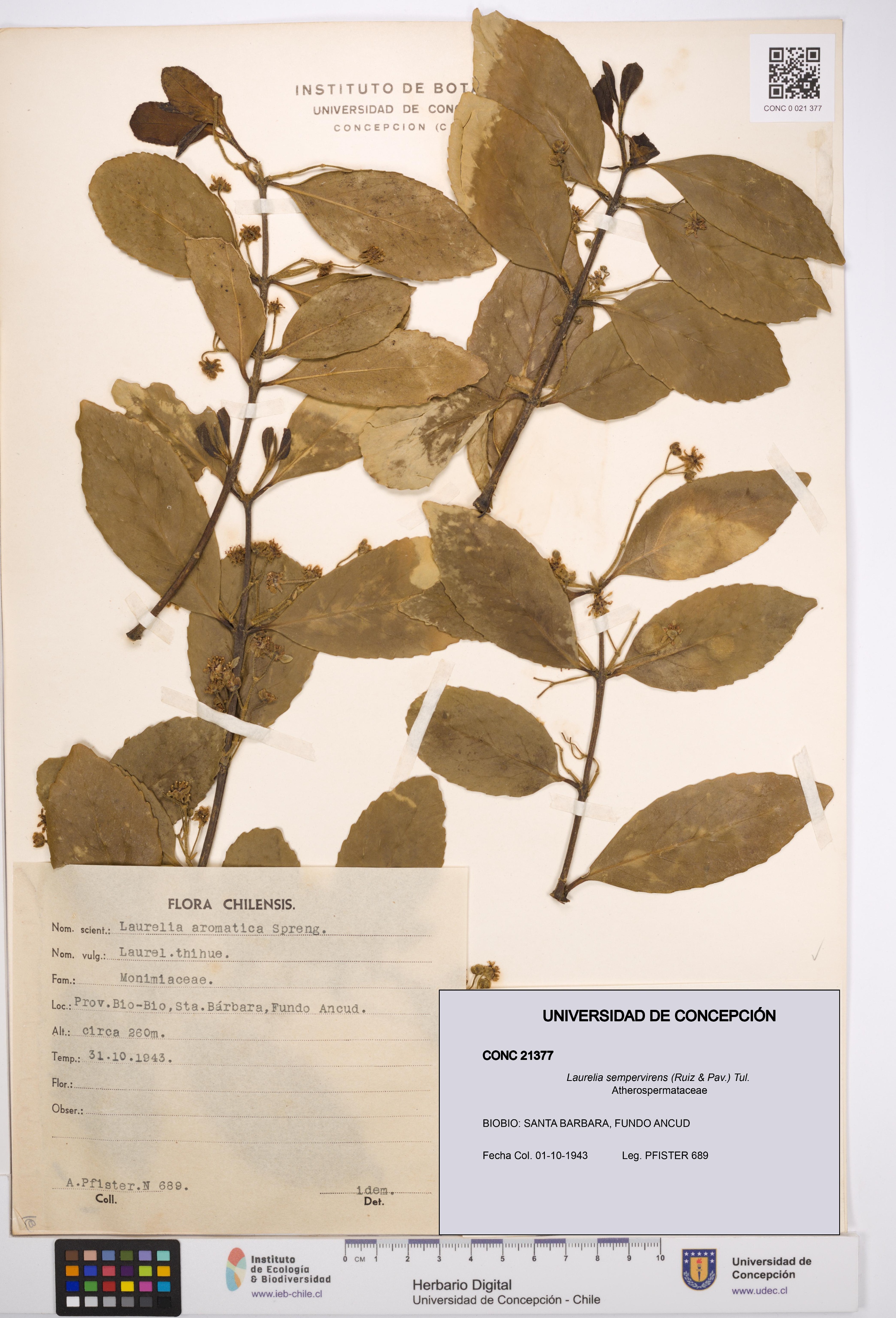 Laurelia sempervirens [Espécimen: UDEC:CONC:0021377]