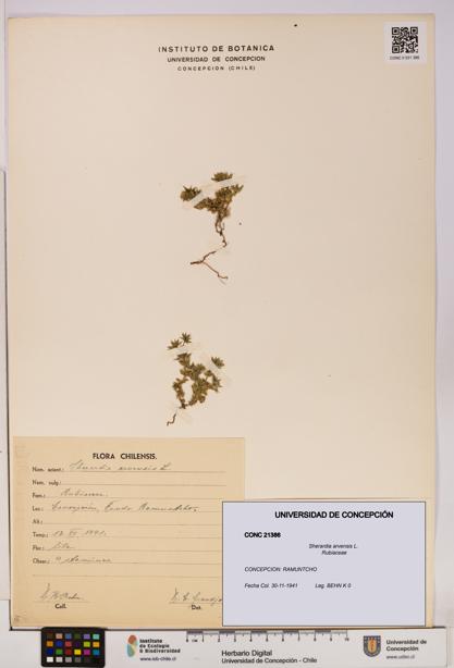 Sherardia arvensis [Espécimen: UDEC:CONC:0021386]