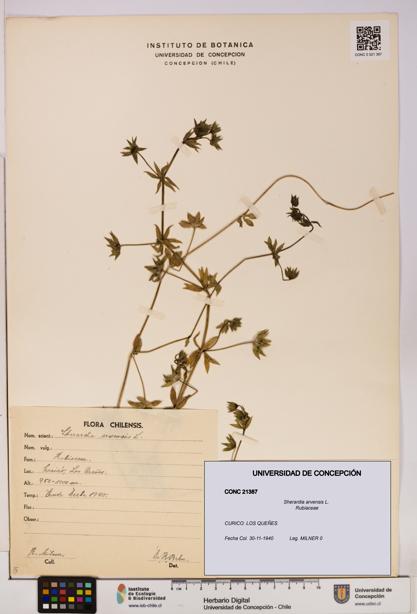 Sherardia arvensis [Espécimen: UDEC:CONC:0021387]