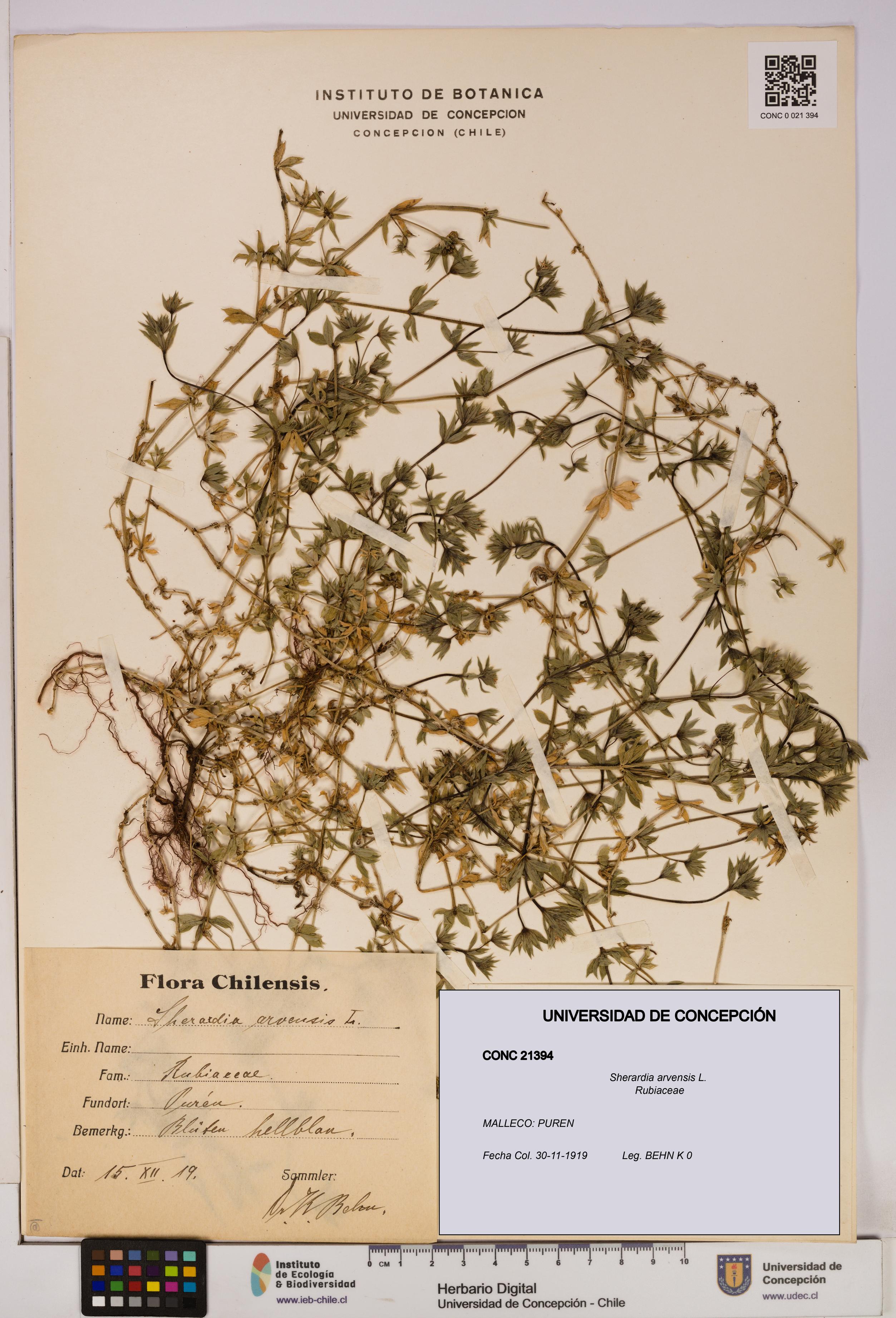 Sherardia arvensis [Espécimen: UDEC:CONC:0021394]