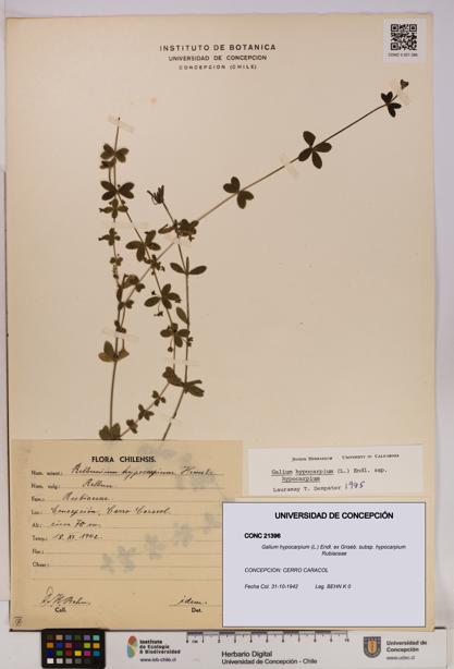 Galium hypocarpium subsp. hypocarpium [Espécimen: UDEC:CONC:0021396]