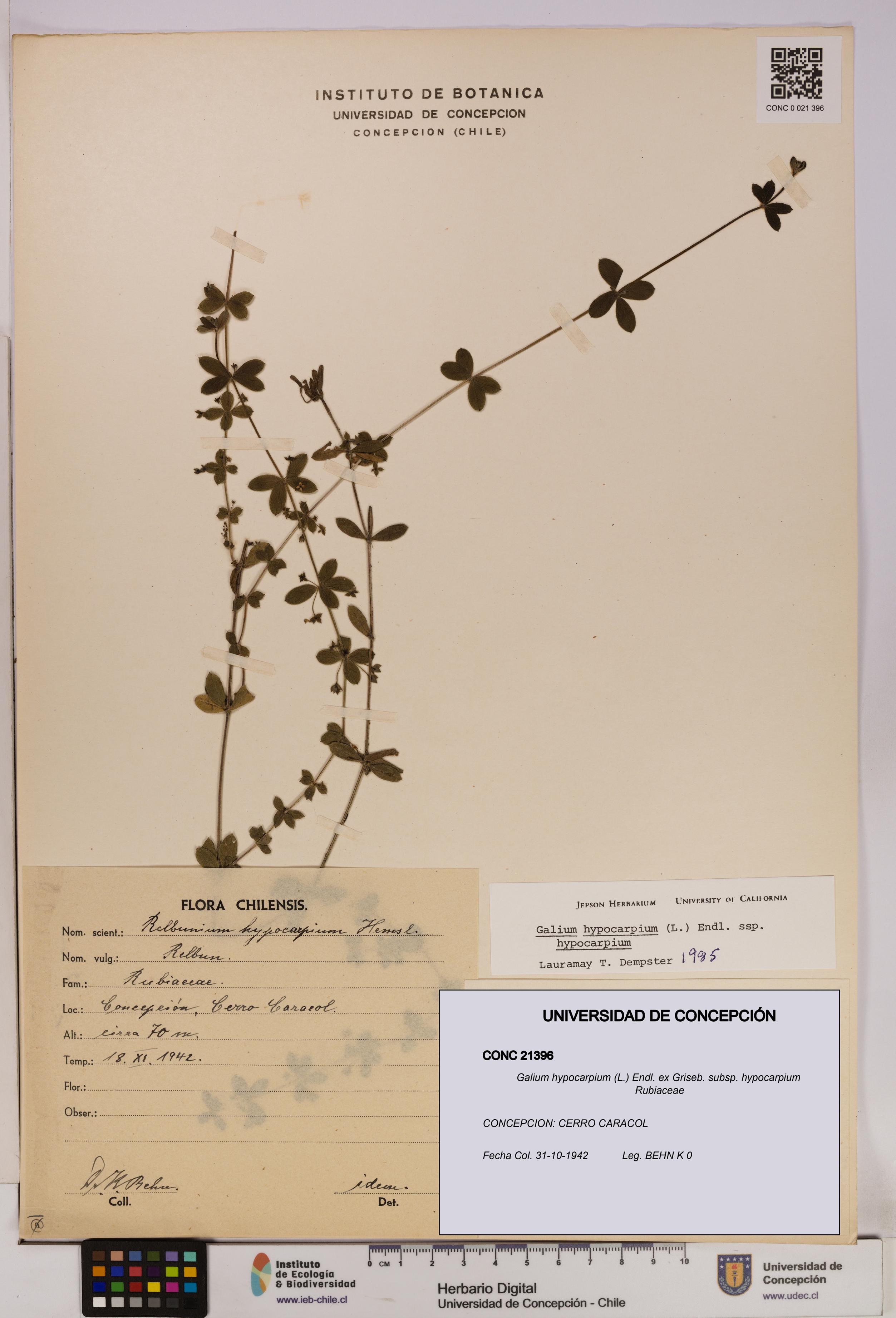 Galium hypocarpium subsp. hypocarpium [Espécimen: UDEC:CONC:0021396]