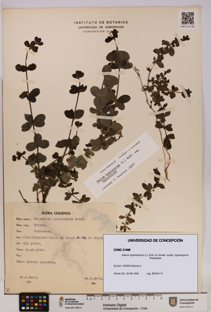 Galium hypocarpium subsp. hypocarpium [Espécimen: UDEC:CONC:0021398]