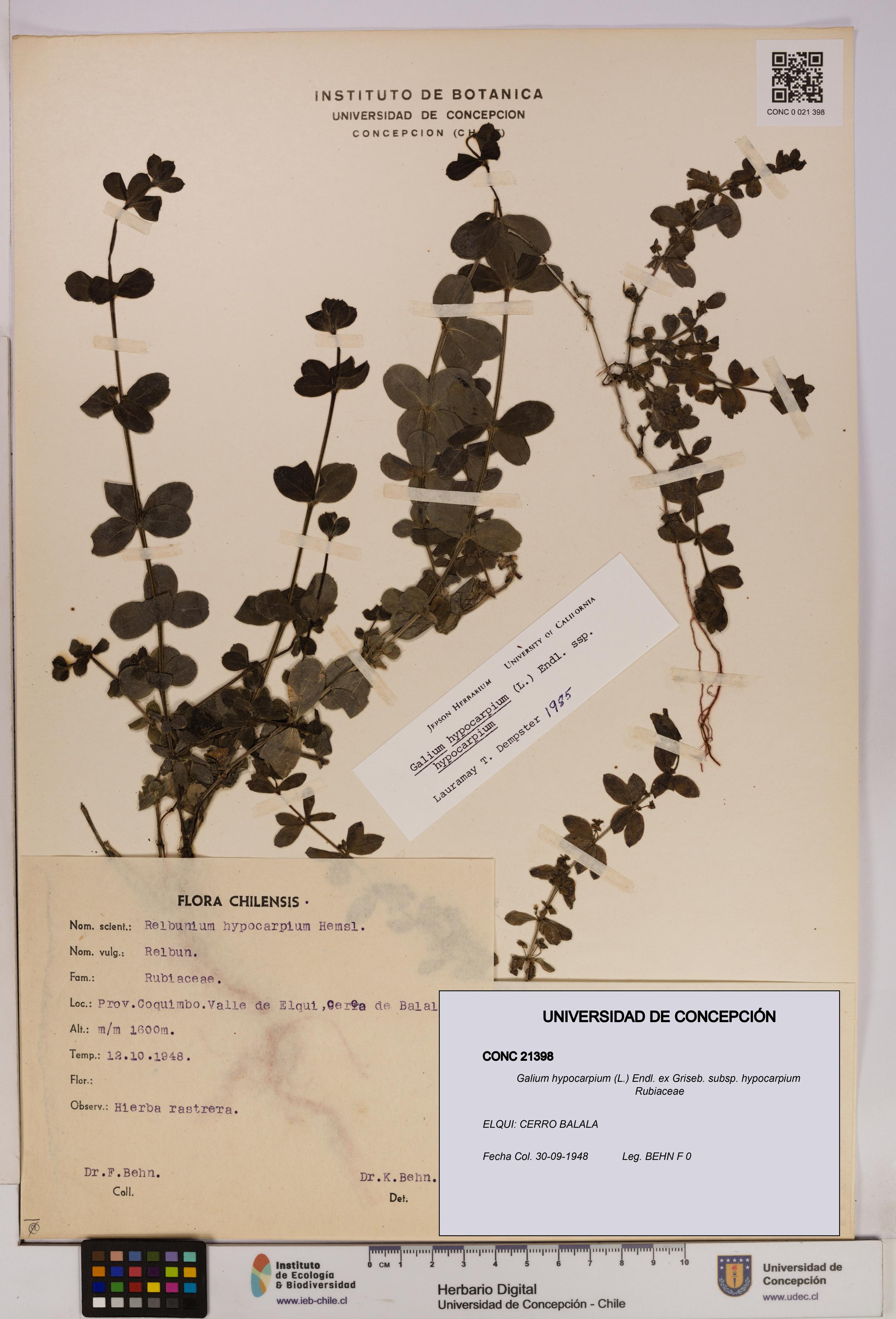 Galium hypocarpium subsp. hypocarpium [Espécimen: UDEC:CONC:0021398]