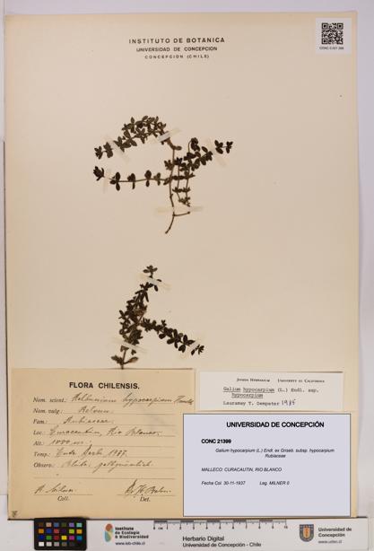 Galium hypocarpium subsp. hypocarpium [Espécimen: UDEC:CONC:0021399]