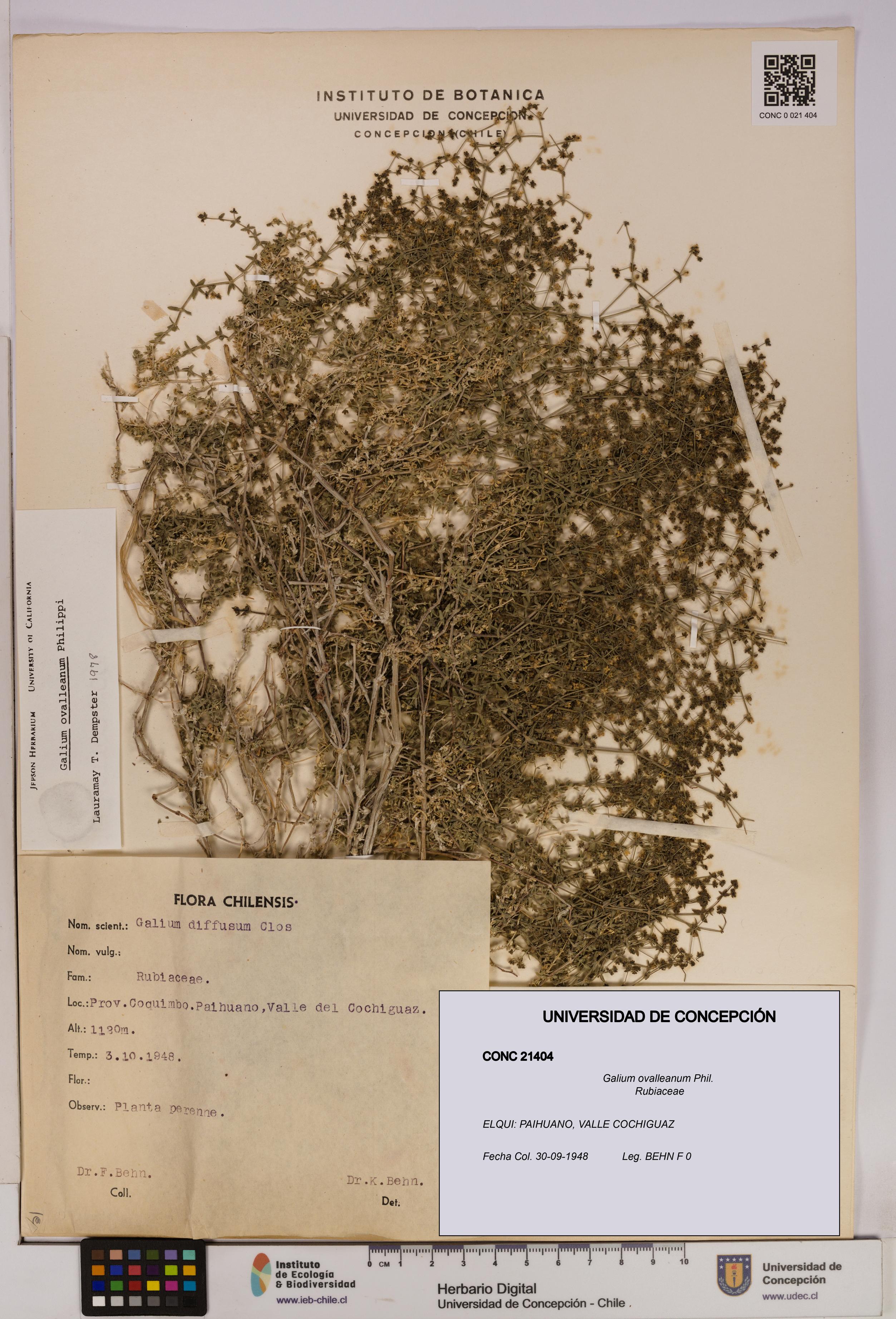Galium ovalleanum [Espécimen: UDEC:CONC:0021404]