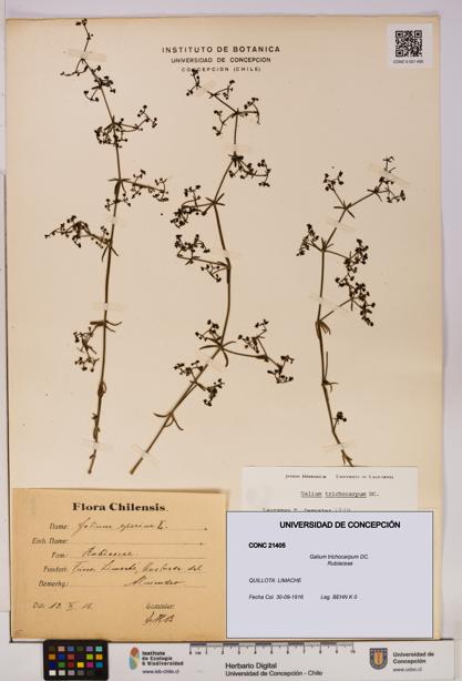 Galium trichocarpum [Espécimen: UDEC:CONC:0021405]