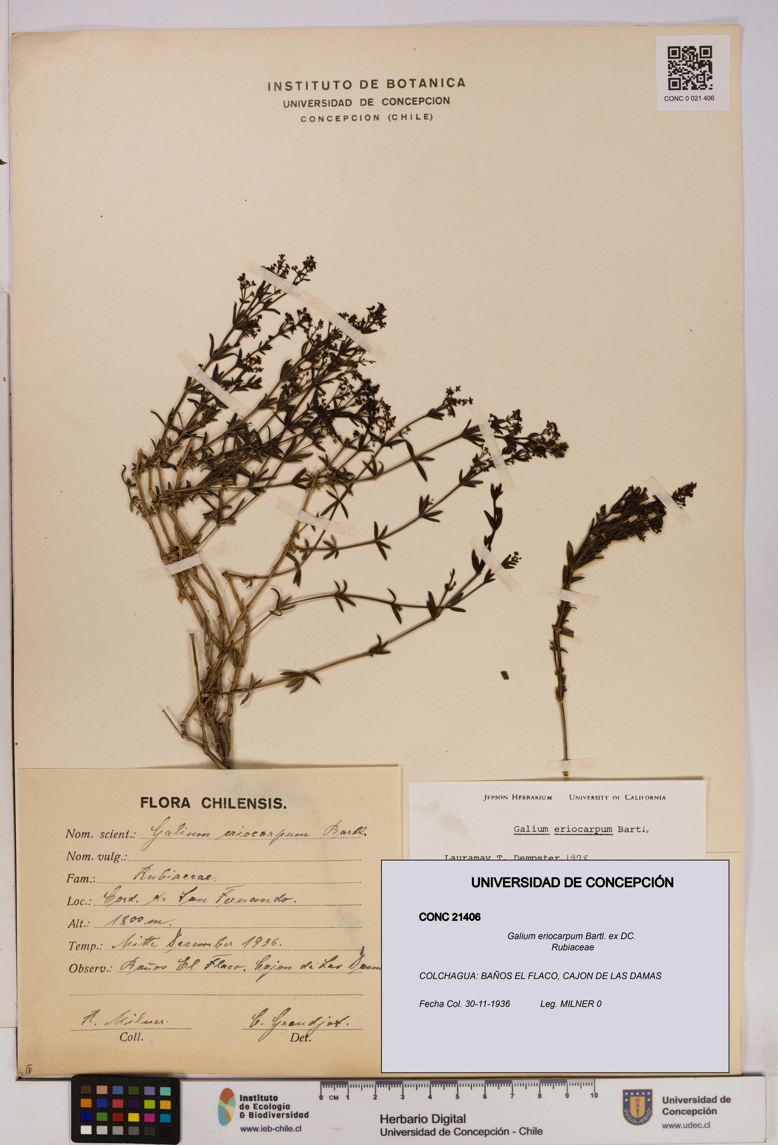 Galium eriocarpum [Espécimen: UDEC:CONC:0021406]