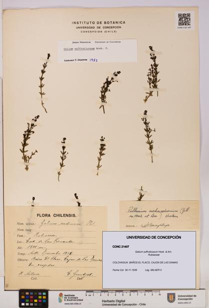 Galium suffruticosum [Espécimen: UDEC:CONC:0021407]