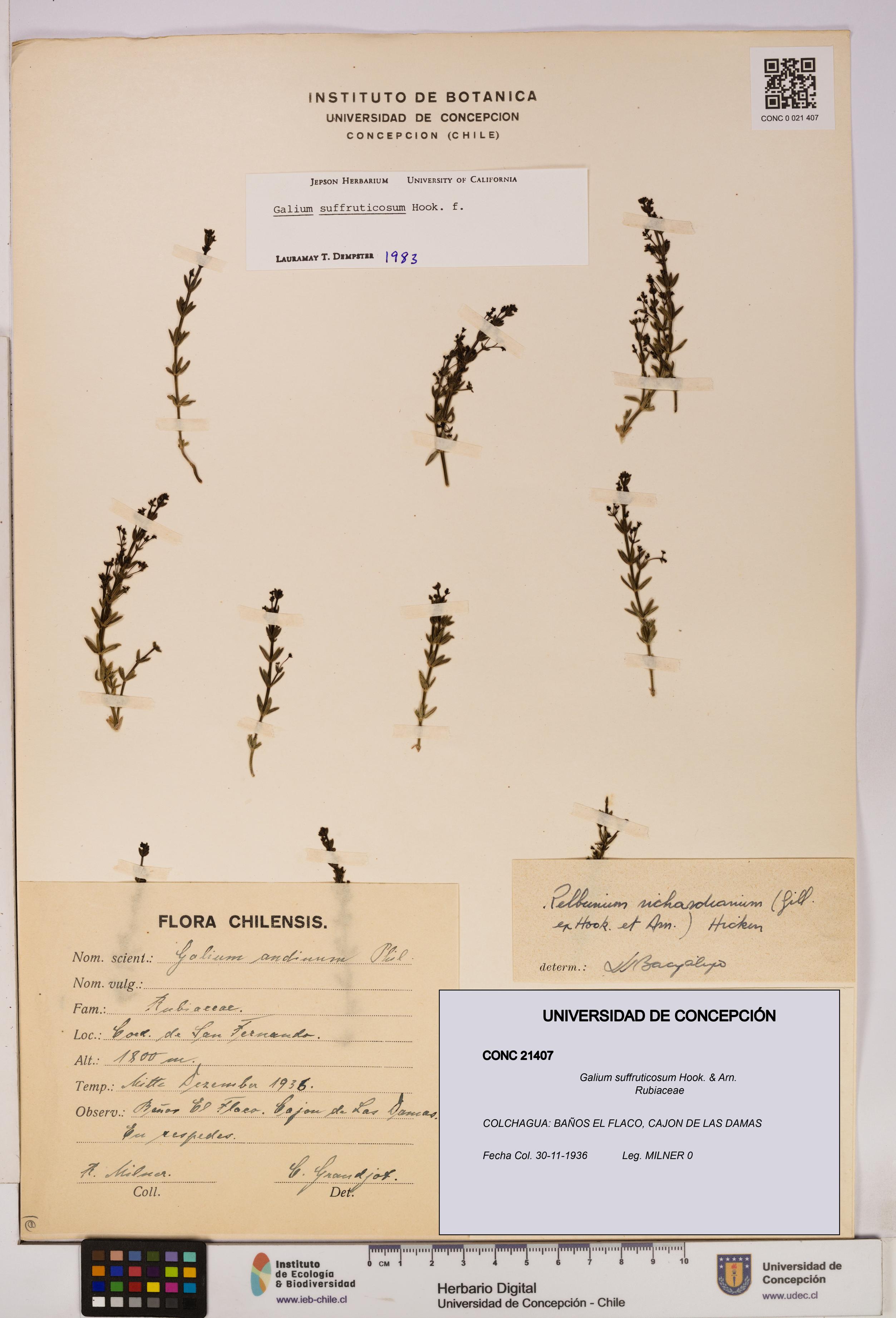 Galium suffruticosum [Espécimen: UDEC:CONC:0021407]
