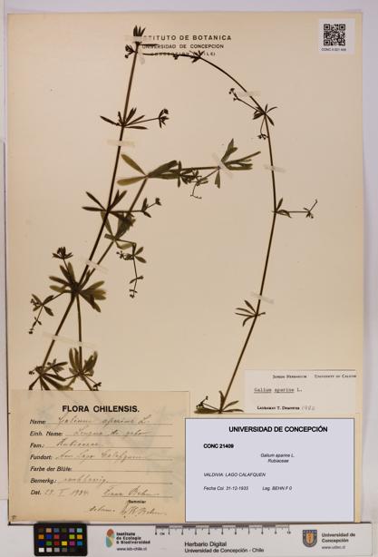 Galium aparine [Espécimen: UDEC:CONC:0021409]