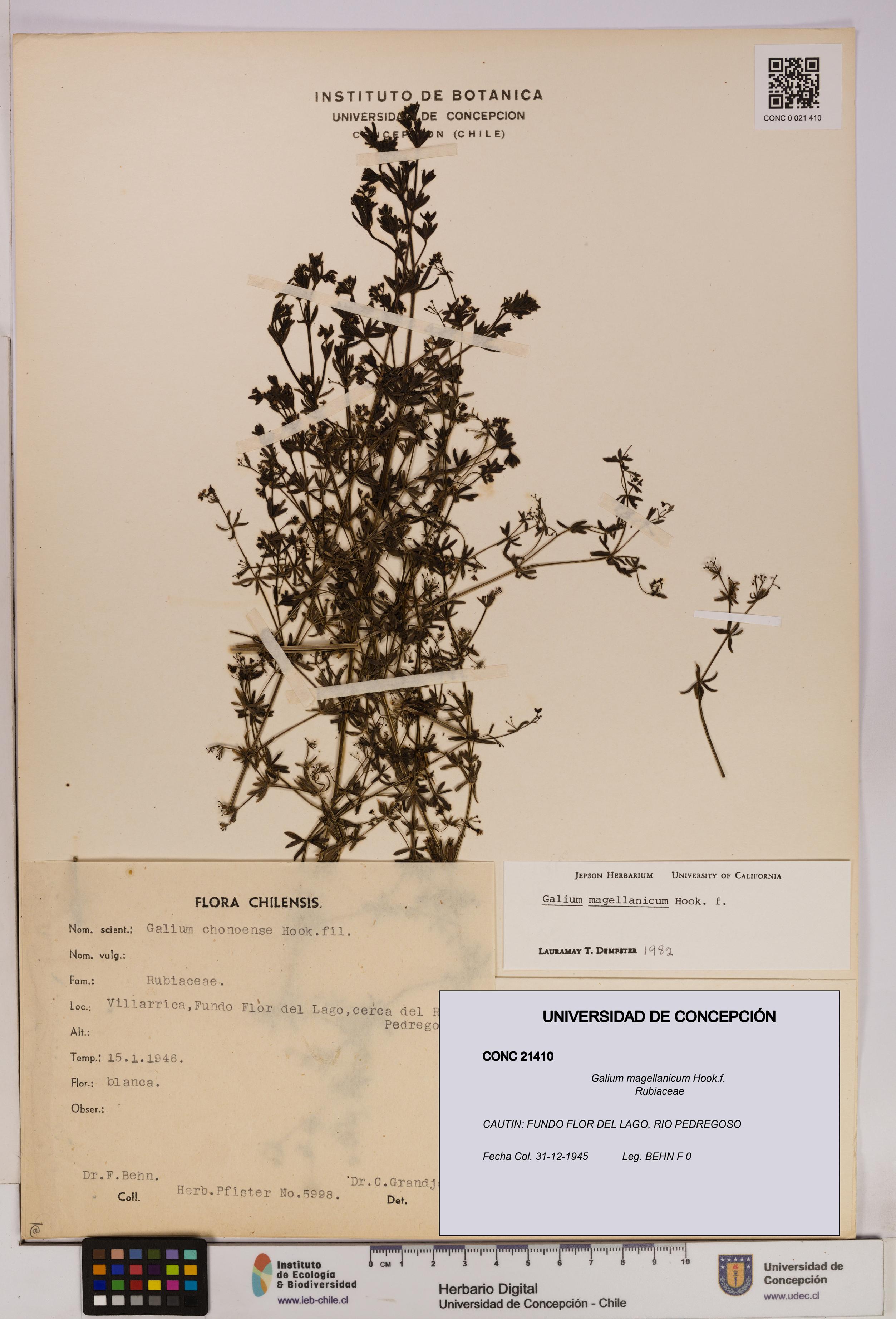 Galium magellanicum [Espécimen: UDEC:CONC:0021410]