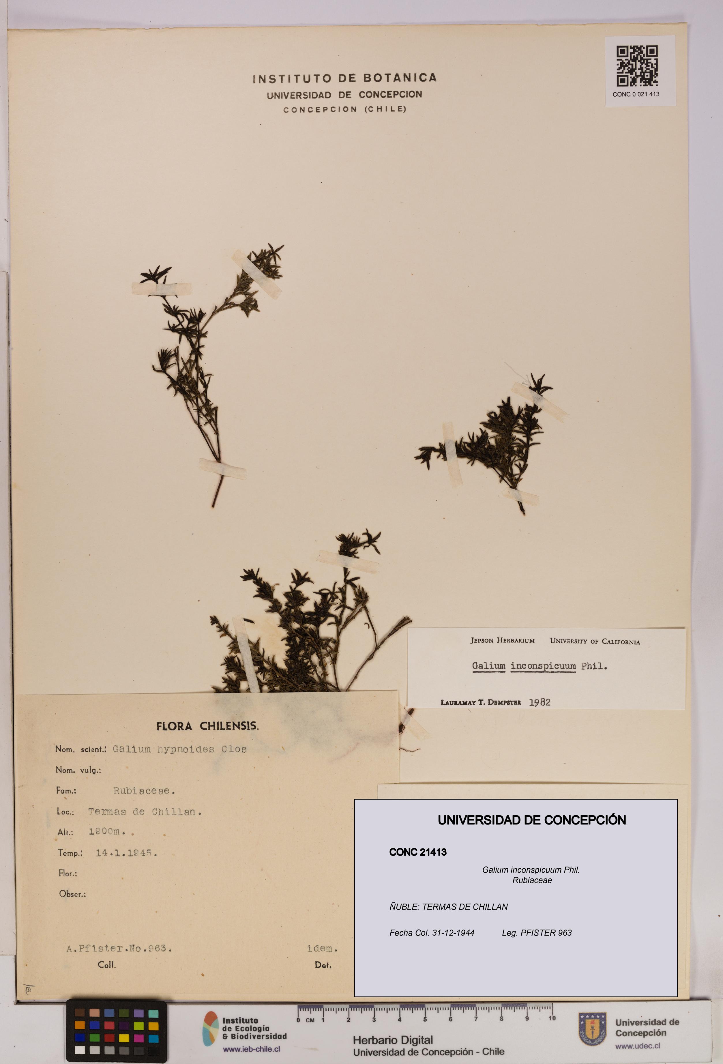 Galium inconspicuum [Espécimen: UDEC:CONC:0021413]