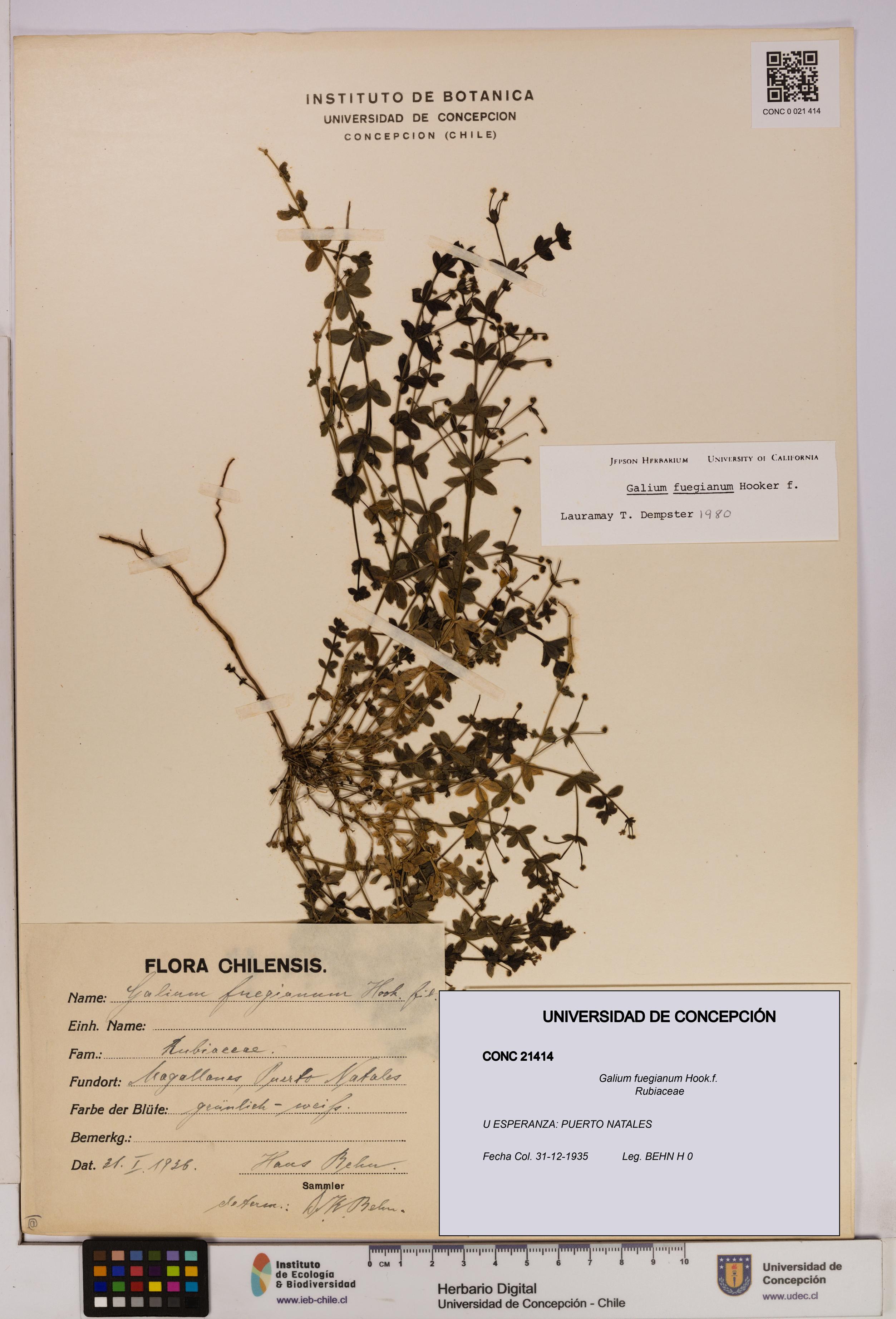 Galium fuegianum [Espécimen: UDEC:CONC:0021414]