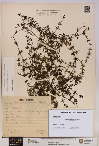Galium magellanicum [Espécimen: UDEC:CONC:0021416]