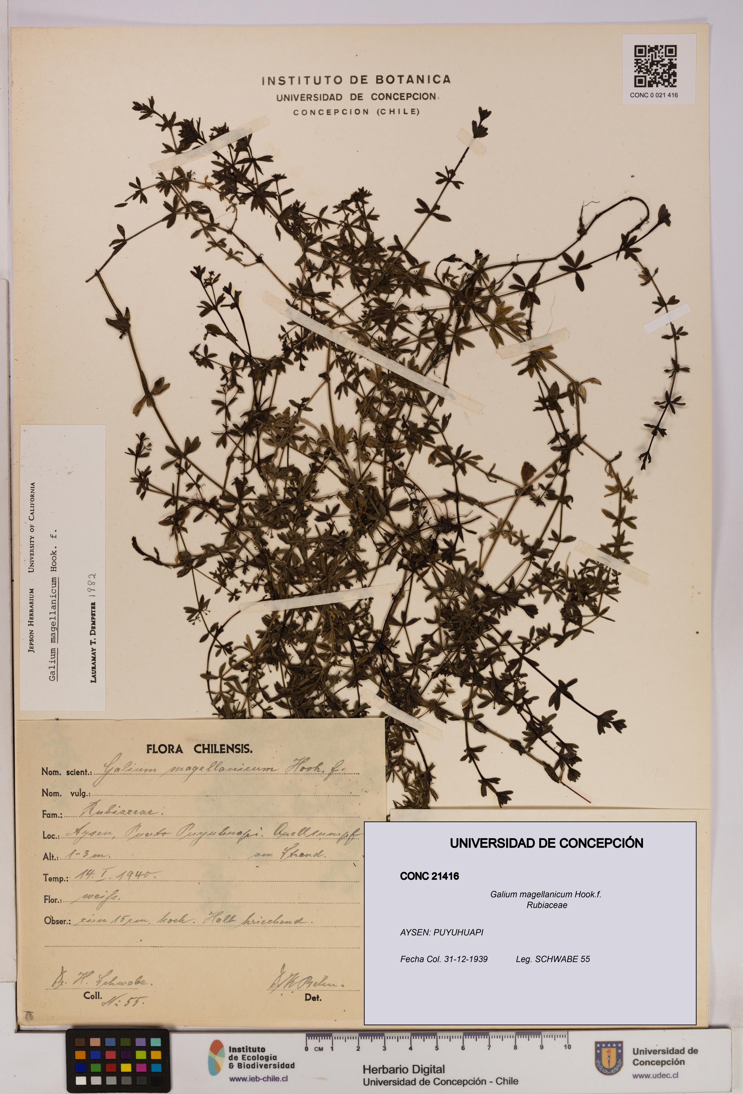 Galium magellanicum [Espécimen: UDEC:CONC:0021416]