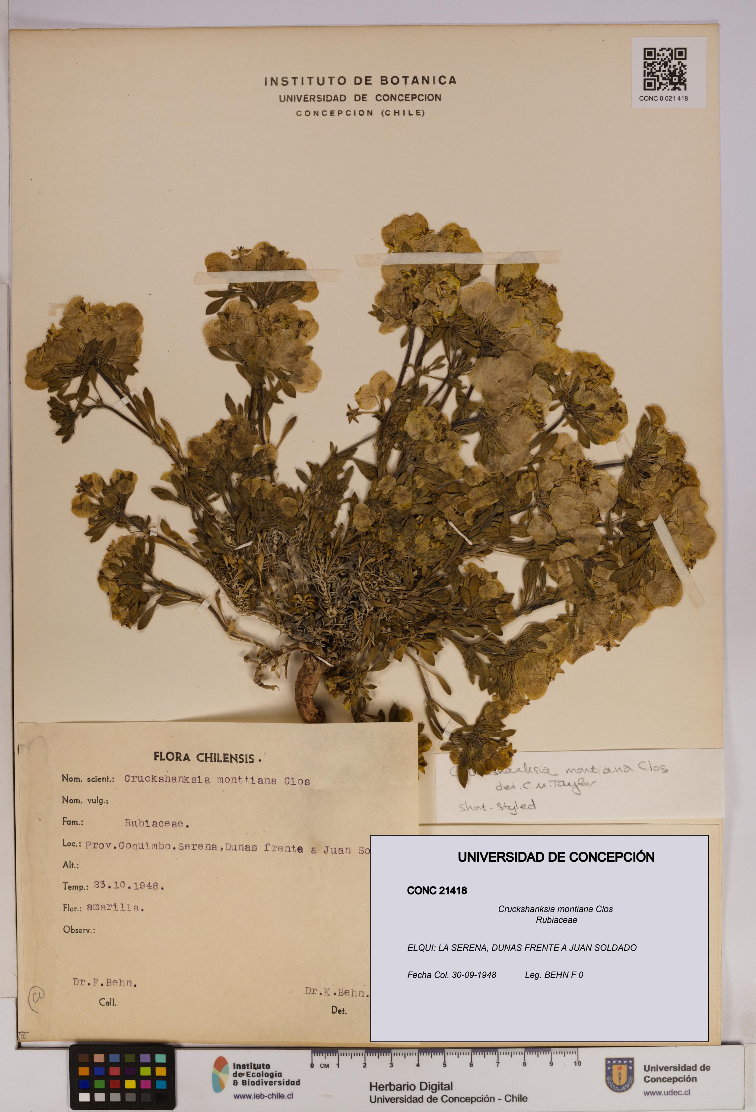 Cruckshanksia montiana [Espécimen: UDEC:CONC:0021418]