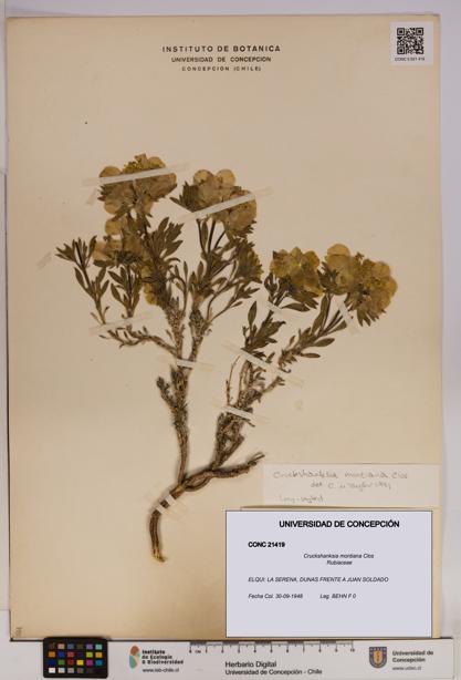 Cruckshanksia montiana [Espécimen: UDEC:CONC:0021419]