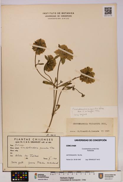 Cruckshanksia pumila [Espécimen: UDEC:CONC:0021420]