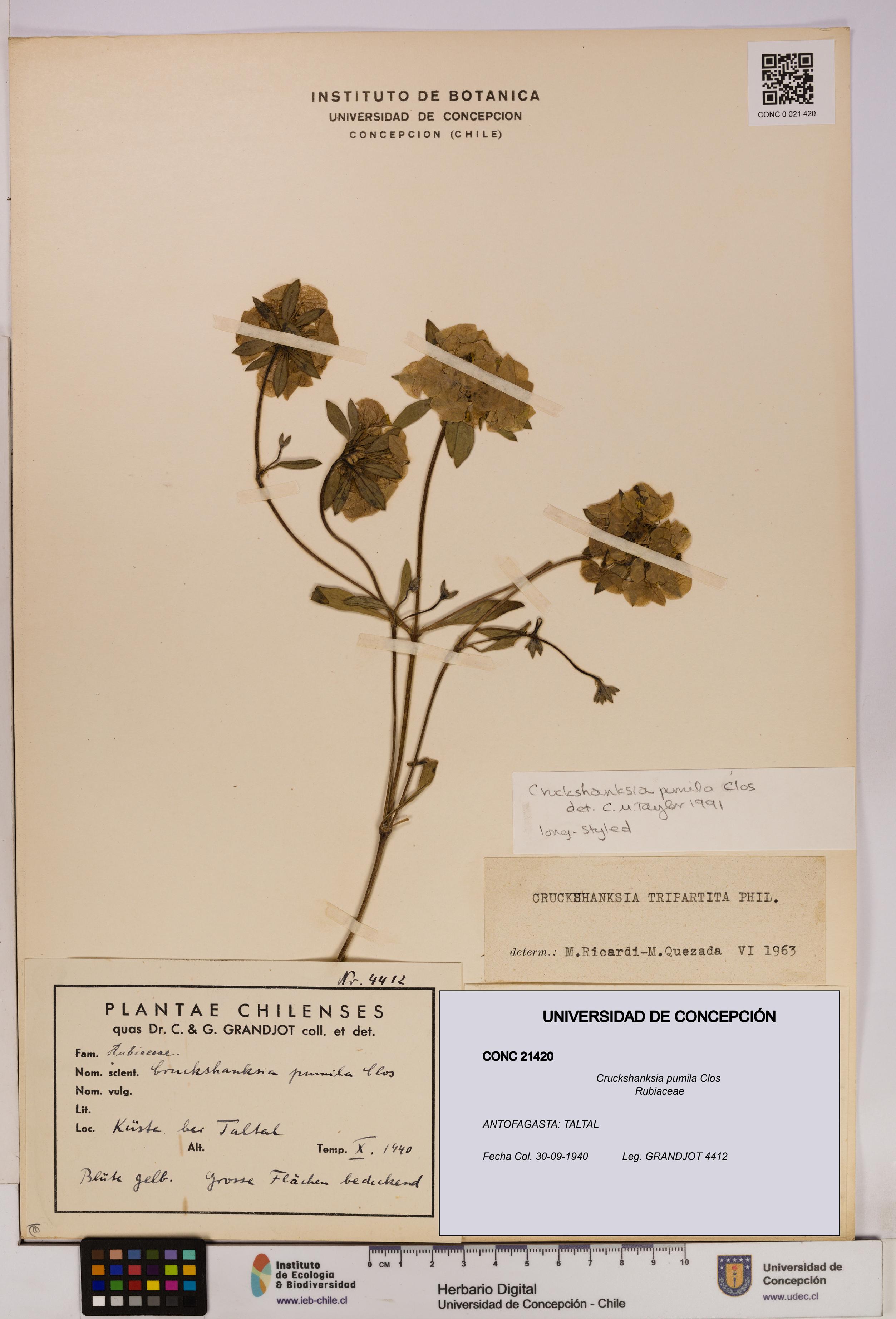 Cruckshanksia pumila [Espécimen: UDEC:CONC:0021420]