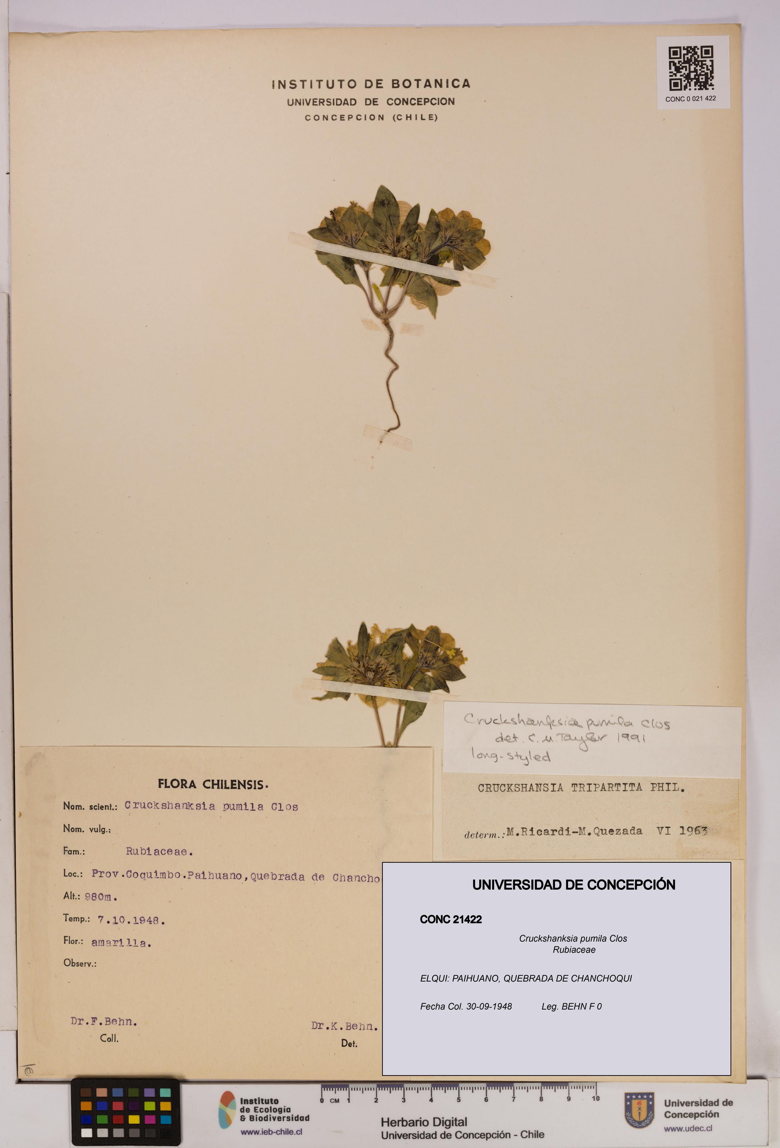 Cruckshanksia pumila [Espécimen: UDEC:CONC:0021422]